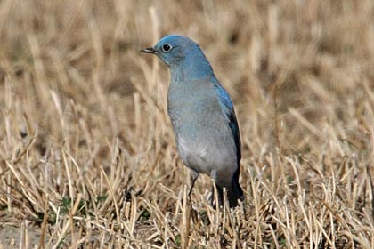 Mountain Bluebird Picture @ Kiwifoto.com