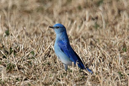 Mountain Bluebird Image @ Kiwifoto.com