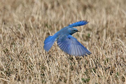 Mountain Bluebird Picture @ Kiwifoto.com