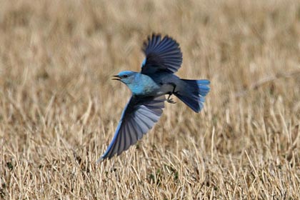 Mountain Bluebird Picture @ Kiwifoto.com