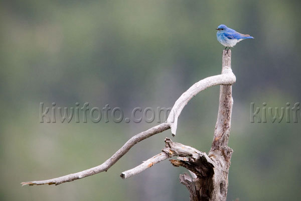 Mountain Bluebird Photo @ Kiwifoto.com