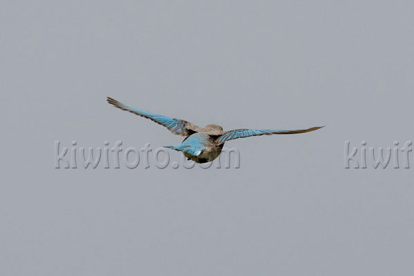 Mountain Bluebird Photo @ Kiwifoto.com