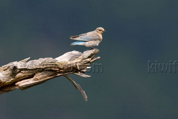 Mountain Bluebird Photo @ Kiwifoto.com