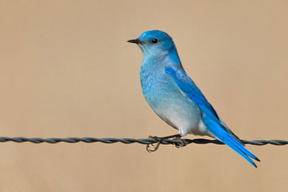 Mountain Bluebird Photo @ Kiwifoto.com