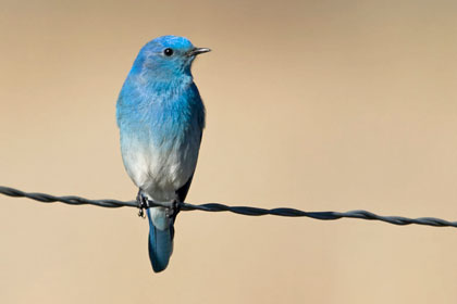 Mountain Bluebird Photo @ Kiwifoto.com