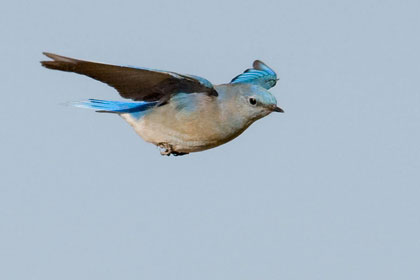 Mountain Bluebird Image @ Kiwifoto.com