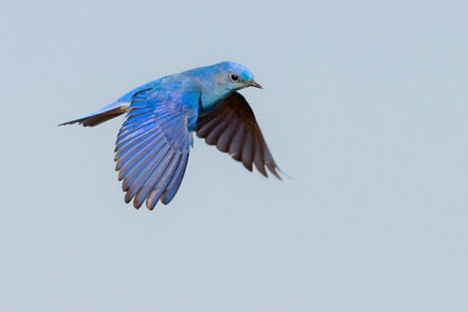 Mountain Bluebird Picture @ Kiwifoto.com