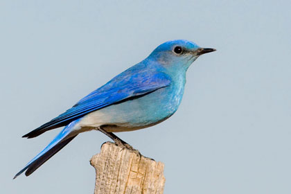 Mountain Bluebird Photo @ Kiwifoto.com