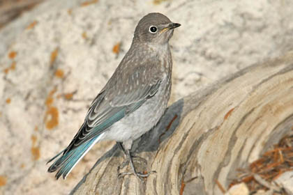 Mountain Bluebird Image @ Kiwifoto.com