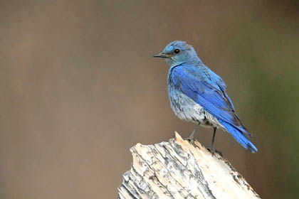 Mountain Bluebird Photo @ Kiwifoto.com