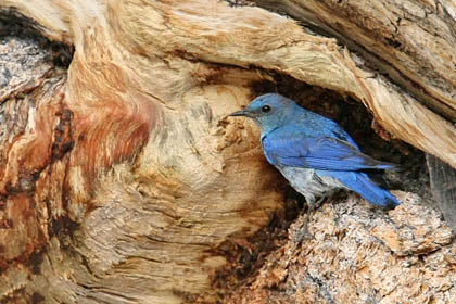 Mountain Bluebird Image @ Kiwifoto.com