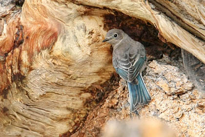 Mountain Bluebird Photo @ Kiwifoto.com