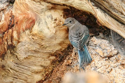 Mountain Bluebird Picture @ Kiwifoto.com