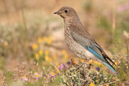 Mountain Bluebird Photo @ Kiwifoto.com