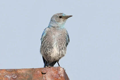 Mountain Bluebird Image @ Kiwifoto.com