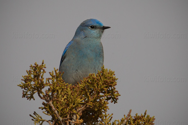 Mountain Bluebird Image @ Kiwifoto.com