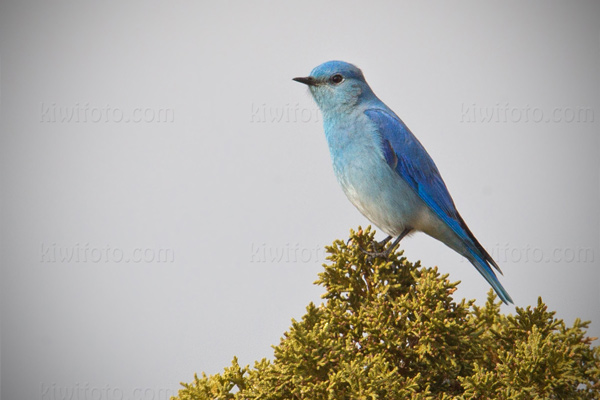 Mountain Bluebird Image @ Kiwifoto.com
