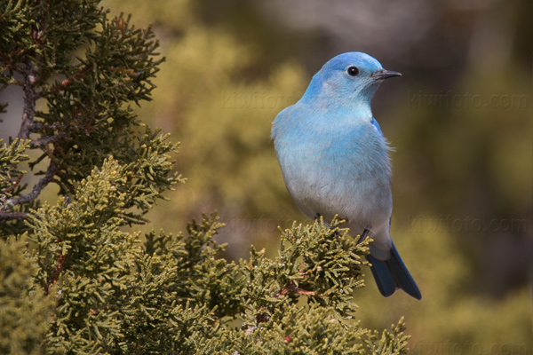 Mountain Bluebird Photo @ Kiwifoto.com