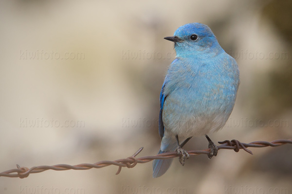 Mountain Bluebird Image @ Kiwifoto.com