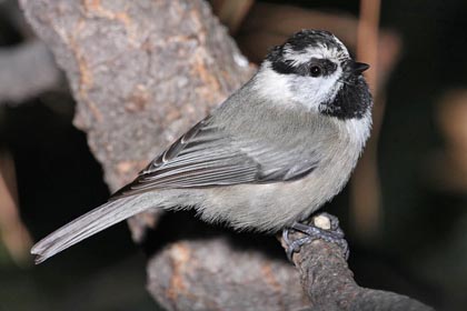 Mountain Chickadee Image @ Kiwifoto.com