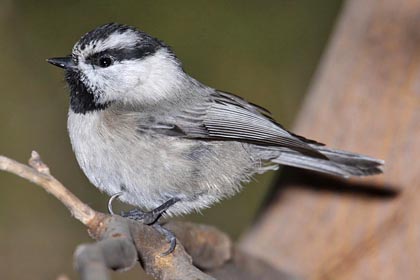 Mountain Chickadee Photo @ Kiwifoto.com