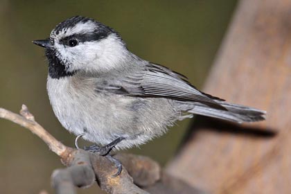 Mountain Chickadee Picture @ Kiwifoto.com