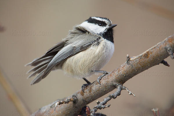 Mountain Chickadee Image @ Kiwifoto.com
