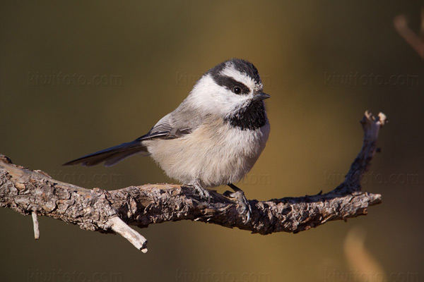 Mountain Chickadee