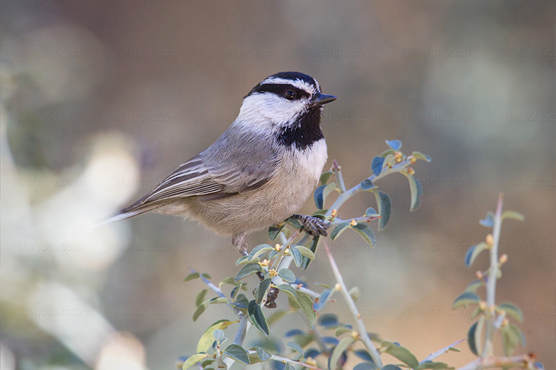 Mountain Chickadee Photo @ Kiwifoto.com