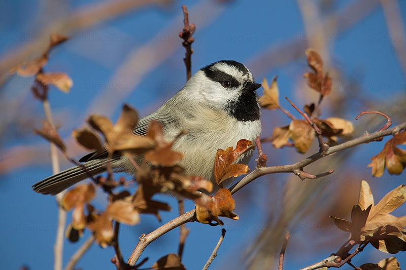 Mountain Chickadee Photo @ Kiwifoto.com