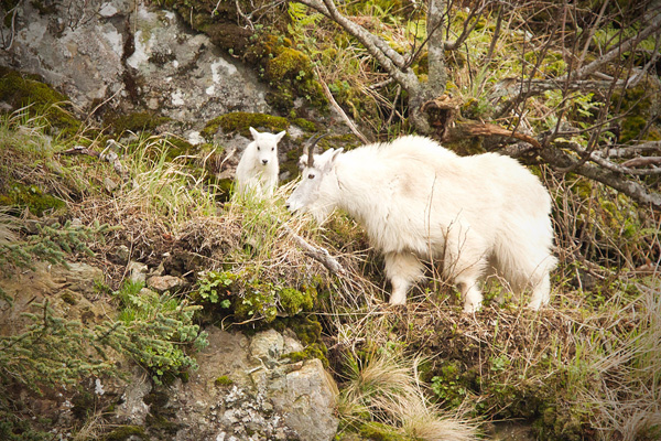 Mountain Goat Image @ Kiwifoto.com