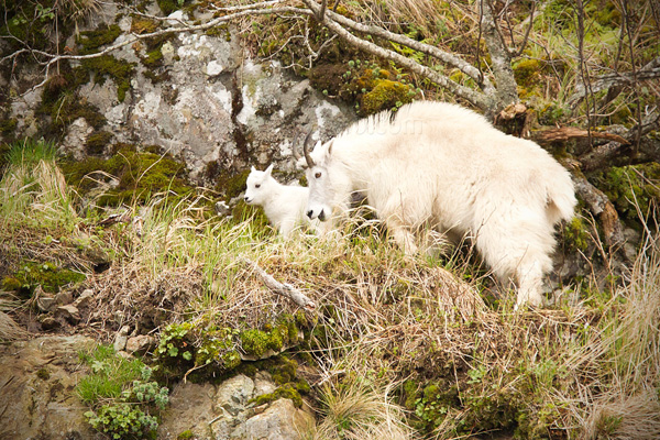 Mountain Goat Image @ Kiwifoto.com