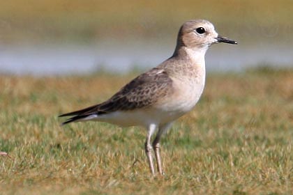 Mountain Plover