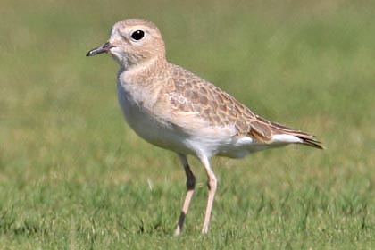 Mountain Plover Picture @ Kiwifoto.com