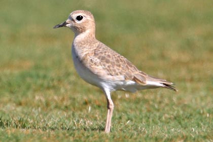 Mountain Plover Image @ Kiwifoto.com