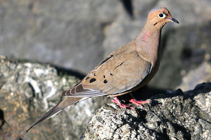 Mourning Dove Photo @ Kiwifoto.com