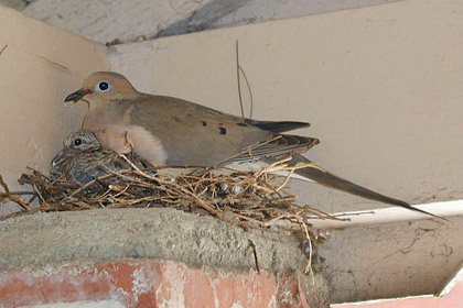 Mourning Dove Photo @ Kiwifoto.com