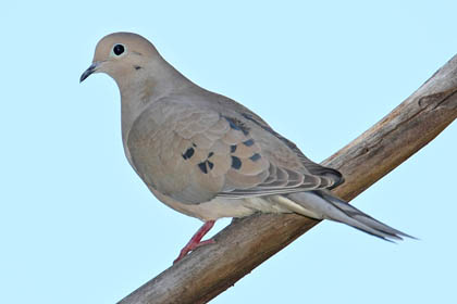 Mourning Dove Image @ Kiwifoto.com