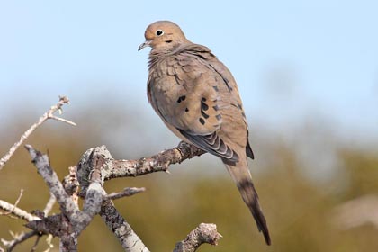 Mourning Dove Picture @ Kiwifoto.com