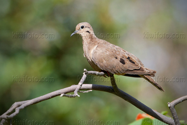 Mourning Dove Image @ Kiwifoto.com