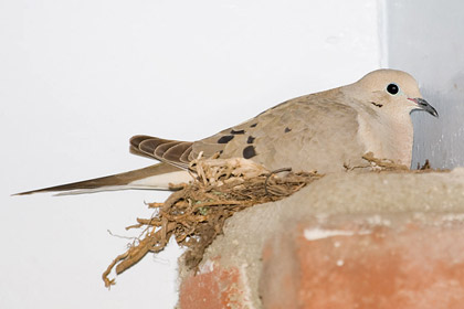 Mourning Dove Photo @ Kiwifoto.com