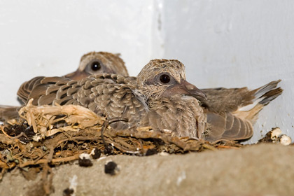 Mourning Dove Picture @ Kiwifoto.com