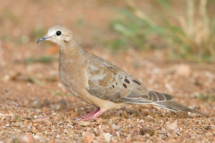 Mourning Dove Image @ Kiwifoto.com