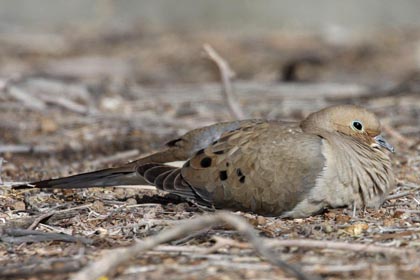 Mourning Dove Image @ Kiwifoto.com