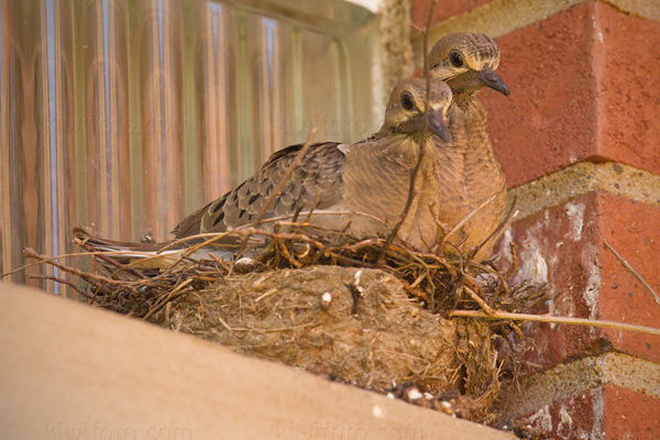 Mourning Dove Photo @ Kiwifoto.com