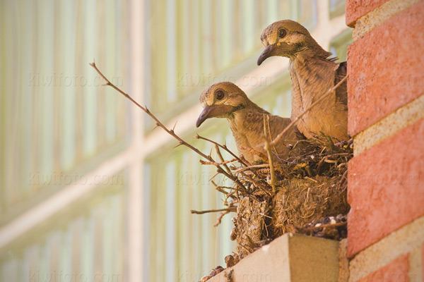 Mourning Dove Photo @ Kiwifoto.com
