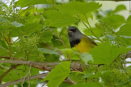 Mourning Warbler Image @ Kiwifoto.com