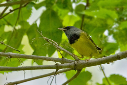 Mourning Warbler Image @ Kiwifoto.com
