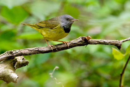 Mourning Warbler Image @ Kiwifoto.com