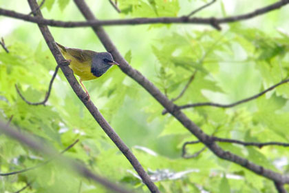 Mourning Warbler Picture @ Kiwifoto.com